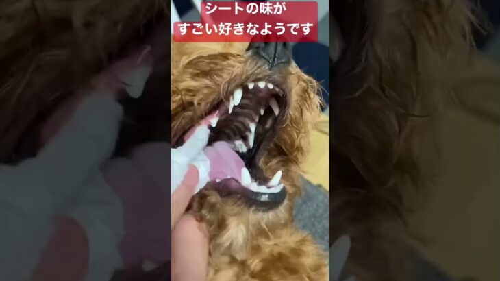 くるみ♀ トイプードル　✳︎初めてのはみがき✳︎　　癒し動画　かわいい　子犬　成長記録　0歳8ヶ月　といぷー　子犬はみがき動画