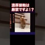 【爆笑】動物おもしろアフレコ🤣あり得ないことをする犬、猫・おもしろ犬、猫・ハプニング集11.5-4　#shorts