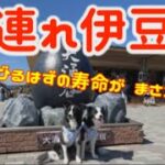 大涌谷【犬と旅行】黒たまごで寿命が縮まるハプニング？！ボーダーコリー☆アンコニの犬連れ伊豆旅2021☆