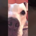 犬おもしろ Dog funny6