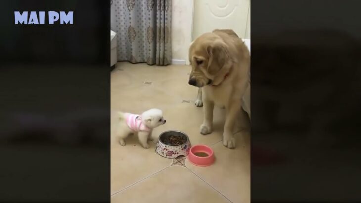 「おもしろ動画・犬と猫 」 ☺絶対に笑えるハプニング大全集！！☺”Funny videos, dogs and cats” ☺