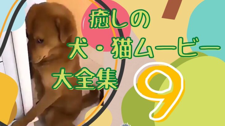 癒しの犬・猫ムービー大全集９　わんにゃんTV SHOW　DogCatMovie9 InuNekoTVSHOW