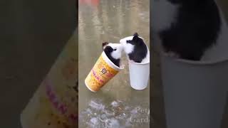 🤣#かわいい犬猫動画,🐶#癒し犬猫動画,😻cute pets,【158】#shorts