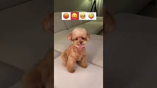 🤣#かわいい犬猫動画,🐶#癒し犬猫動画,😻cute pets,【223】#shorts