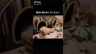 #犬#dog#動物#Animals#動物動画#Animal videos#癒し#Healing　#Shorts
