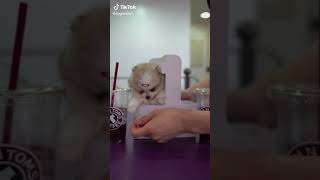 #犬#dog#動物#Animals#テイクアウト#Take-out#動物動画#Animal videos#癒し#Healing#ペット#Pets#かわいい#　#Shorts