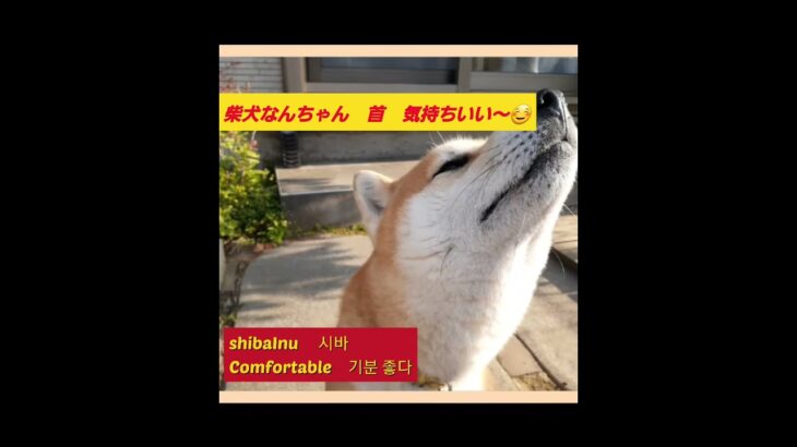 首が気持ちいい～☺️　柴犬なんちゃん　#柴犬　#犬　#癒し　#shibaInu  #可愛いShiba dog　#시바