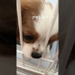 自分の可愛い見せ方が分かってるわらび#shorts #キャバリア #子犬