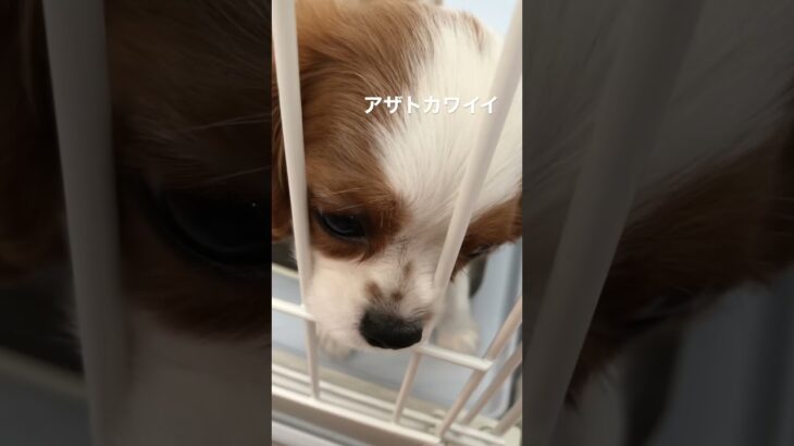 自分の可愛い見せ方が分かってるわらび#shorts #キャバリア #子犬