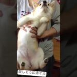 泳ぐ犬#shorts #shibainu #犬 #しばいぬ #柴犬 #おもしろ #かわいい犬 ＃泳ぐ#いやし #memes