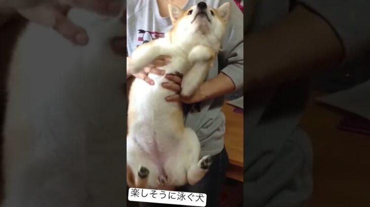 泳ぐ犬#shorts #shibainu #犬 #しばいぬ #柴犬 #おもしろ #かわいい犬 ＃泳ぐ#いやし #memes