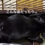 フレンチブルドック　子犬の可愛い寝姿！