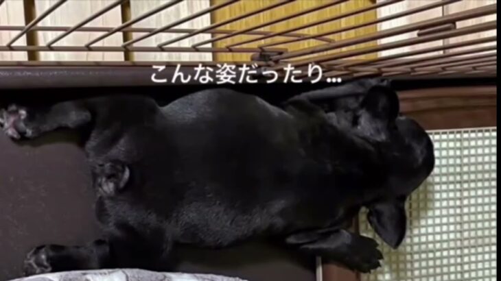 フレンチブルドック　子犬の可愛い寝姿！