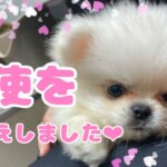 【子犬】ポメラニアンペキニーズお迎え初日【可愛い❤︎】