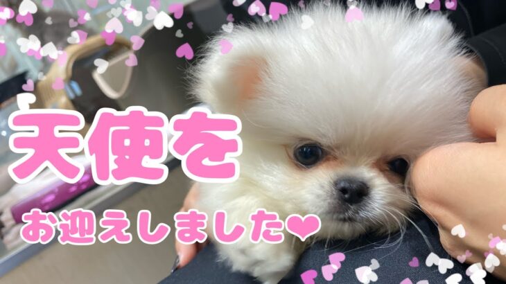 【子犬】ポメラニアンペキニーズお迎え初日【可愛い❤︎】