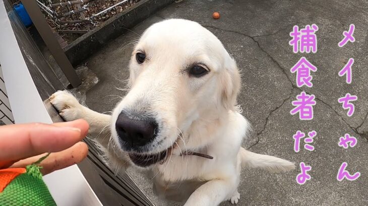 【捕食者】うちにはとんでもなくかわいい恐竜が生息してます・・・。