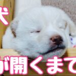 【ついに】子犬目が開く👀