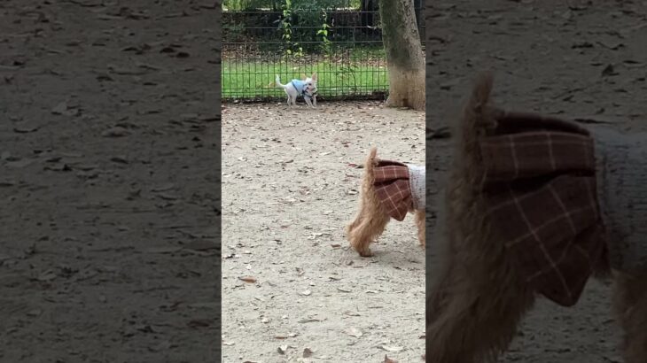 【犬】子犬のチワワが走る姿がとても可愛い😍