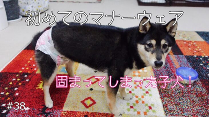 初めてのマナーウェアで固まってしまった子犬が可愛い！＃豆柴＃柴犬＃子犬