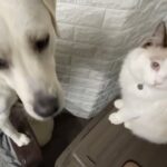 癒しの空間！犬猫ユートピア体験はこちらです