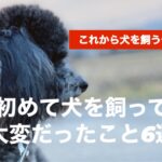 【犬を飼うという事】可愛いだけじゃない。覚悟はありますか？