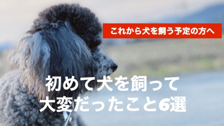 【犬を飼うという事】可愛いだけじゃない。覚悟はありますか？