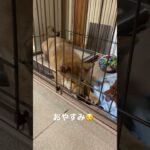 癒される子犬が眠る瞬間柴犬