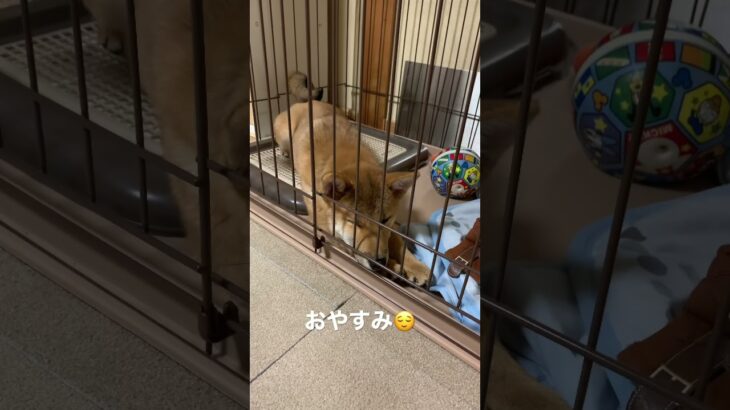 癒される子犬が眠る瞬間柴犬