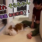 そらちゃん、匍匐前進を披露する！？#パピヨン＃子犬＃可愛い＃