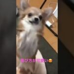 テンションの高いチワワ🤣www喜び方が可愛い☺️🐶🐾#shorts #チワワ #犬