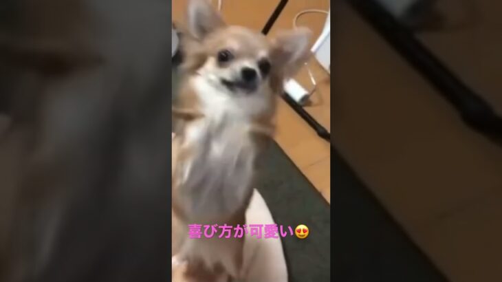 テンションの高いチワワ🤣www喜び方が可愛い☺️🐶🐾#shorts #チワワ #犬