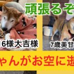 2頭になりましたが頑張ります#癒し #柴犬 #犬 #柴犬のいる暮らし #shiba #しばいぬ #柴犬大吉凛みかん