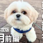 【シーズー犬/はに丸】まん丸お顔がかわいい愛犬と寒さもふきとばすお散歩！(2021年12月前編) / Shih Tzu takes a walk every morning in December.