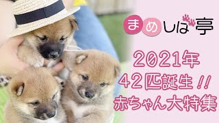 【豆柴子犬】　2021年！！まめしば亭で生まれた赤ちゃん42匹の大特集✨かわいい赤ちゃん豆柴ブログ・vlog