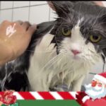 #Cutecat #FunnyVideos#shorts#catcleaningvideos#寵物美容#可愛い猫　ペット美容室本日のお客さん5　帶貓貓做美容5