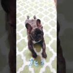 何もしてなくても可愛い子犬フレブル❤FRENCH BULLDOG PUPPY is READY FOR FLYING 法鬥寶寶，準備起飛