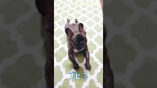 何もしてなくても可愛い子犬フレブル❤FRENCH BULLDOG PUPPY is READY FOR FLYING 法鬥寶寶，準備起飛