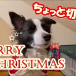 【ちょっと切ないMerry Xmas🎅🎄】プレゼントが！…まさかのハプニング😂 #bordercollie #ボーダーコリー #christmas #xmas #クリスマス #犬 #doggo