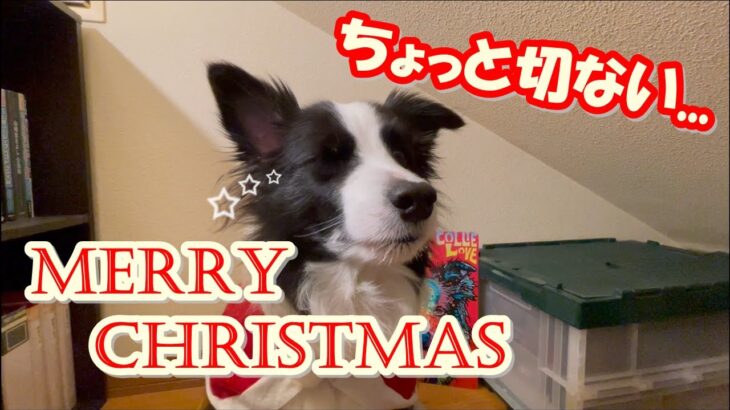 【ちょっと切ないMerry Xmas🎅🎄】プレゼントが！…まさかのハプニング😂 #bordercollie #ボーダーコリー #christmas #xmas #クリスマス #犬 #doggo