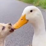 Our Cute Puppy Kissing Duck🤣私たちのかわいい子犬のキスアヒル#shorts