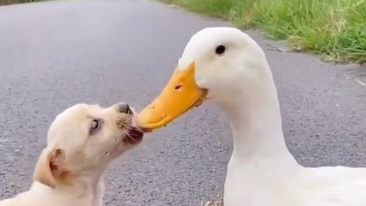 Our Cute Puppy Kissing Duck🤣私たちのかわいい子犬のキスアヒル#shorts