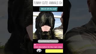 🐶💖【Overwhelming Presence!!】Large Dogs are adorable😆【Dogs ’49】-4 #shorts