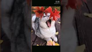 🤣#かわいい犬猫動画,🐶#癒し犬猫動画,😻cute pets,【358】#shorts