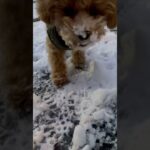初めての雪☃️#犬 #shorts #トイプードル #ビションフリーゼ #ミックス犬 #癒し #かわいい #動物 #クリスマス