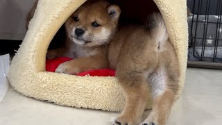 【豆柴子犬】入りたいけど…入れない🍄カワイイ仕草❤️ #shorts