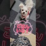 “ごはん”ワードに目を輝かせる反応がかわいい犬