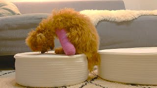 子犬が勇気を出すとき。（トイプードル）