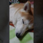 うとうと  #柴犬 #うとうと #かわいい犬  #ねむねむ #癒し動画