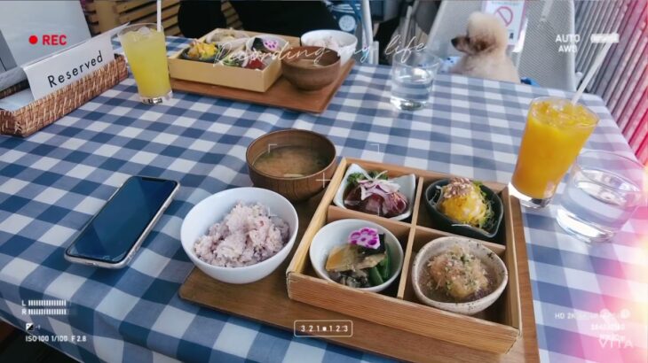 【愛犬とランチ】#ティーカッププードル #トイプードル #プードル #かわいい #癒し #子犬 ＃ランチ#美味しい