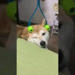 【癒し】犬用コロコロ